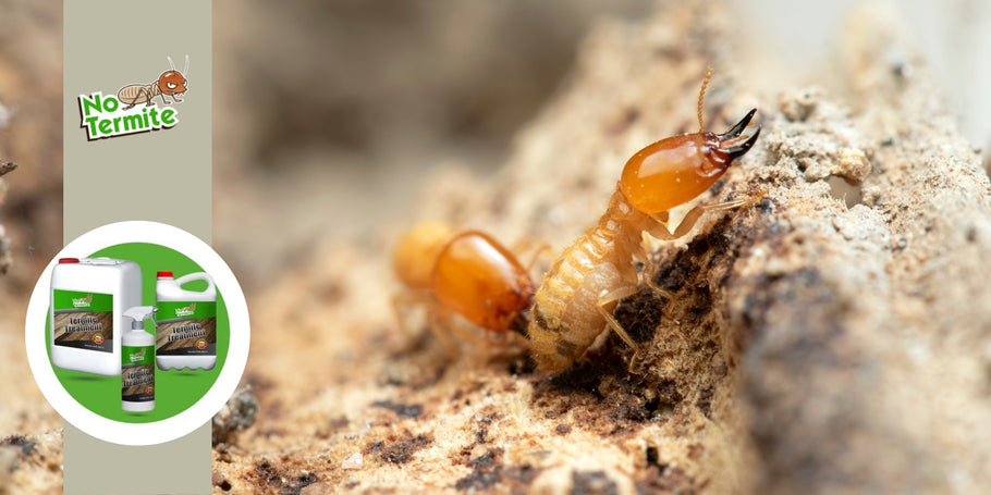 So zerstören Sie die Termite dauerhaft