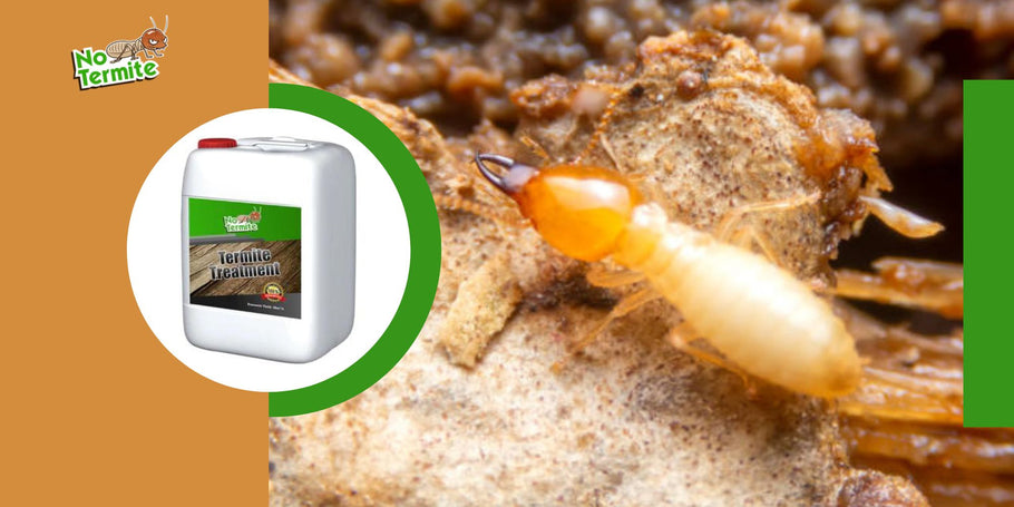 Welche Fallstricke gibt es bei der Termitenbekämpfung zu vermeiden?