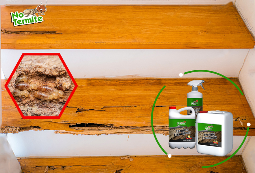 Sind Ihre Häuser termitenresistent?