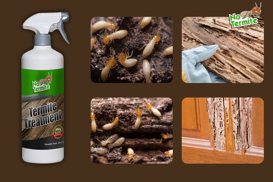 Entdecken Sie die Geheimnisse des Anti-Termiten-Erfolg