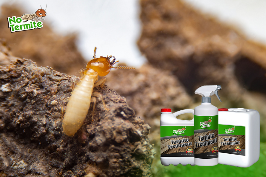 Fragen Sie sich über den Kampf gegen Termiten?