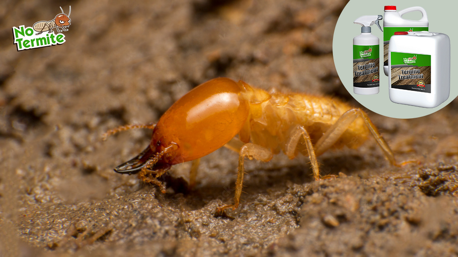 Termitenschutz: Ein Leitfaden für Hausbesitzer zum Erfolg von Termiten